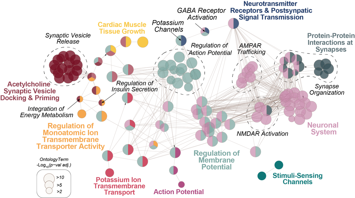 Enriched biological pathways